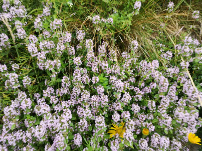 Rastišče materine dušice ali divjega timijana v naravi.