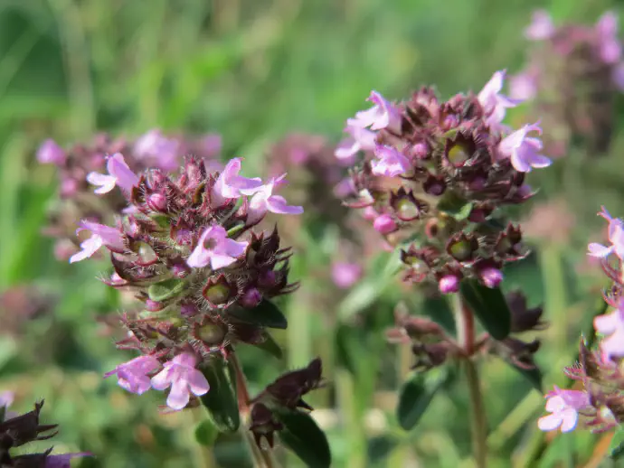 Ker dezinficira, materino dušico lahko uporabljamo za izpiranje ran in za razne športne poškodbe.