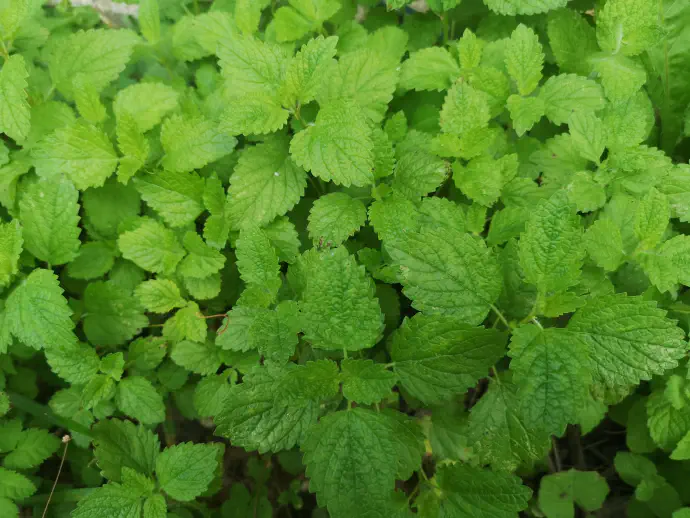 Melisine liste ali mlade poganjke nabiramo od maja do junija, še preden rastlina cveti, saj takrat vsebuje največ eteričnega olja.