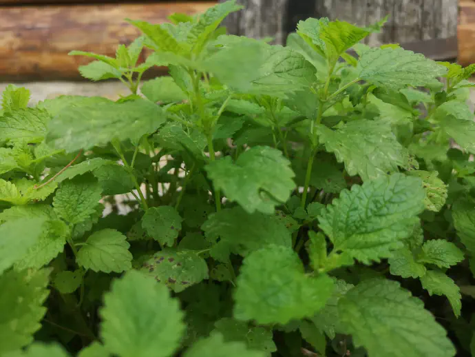 Bolj koncentriran melisin pripravek (npr. kreme in eterično olje) se lahko uporablja zunanje za zdravljenje herpesa.
