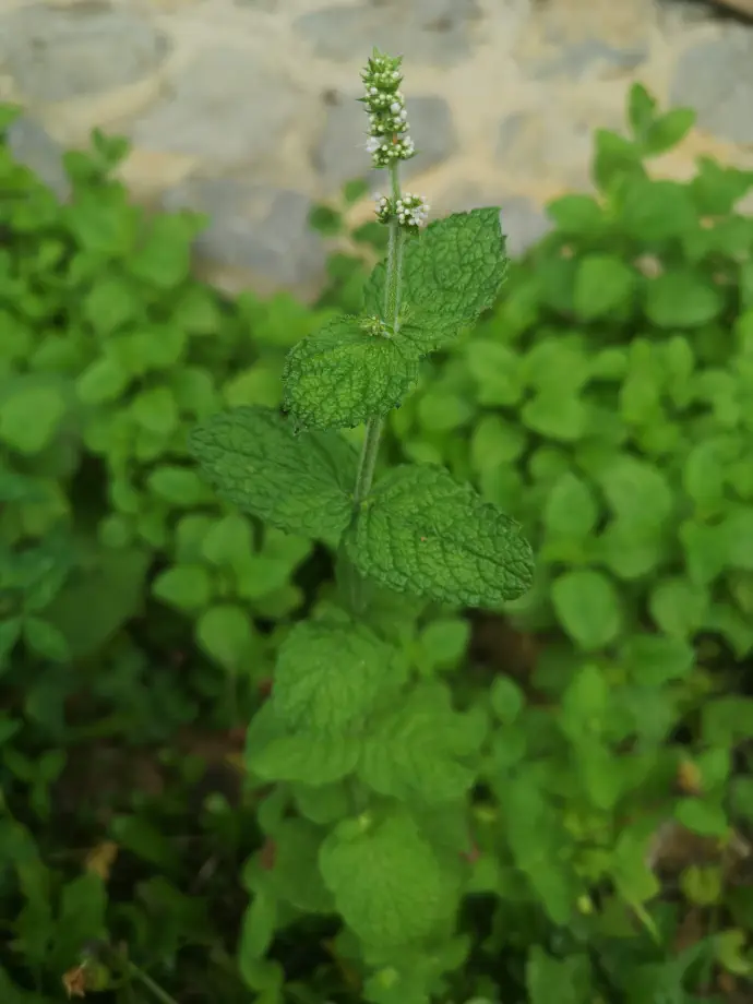 Melisa v sveži obliki vsebuje vitamin C. Iz nje lahko poleg čaja pripravimo osvežilni melisin sirup ali melisin liker. Pecivo iz melise pa bo razveselilo vse sladokusce.