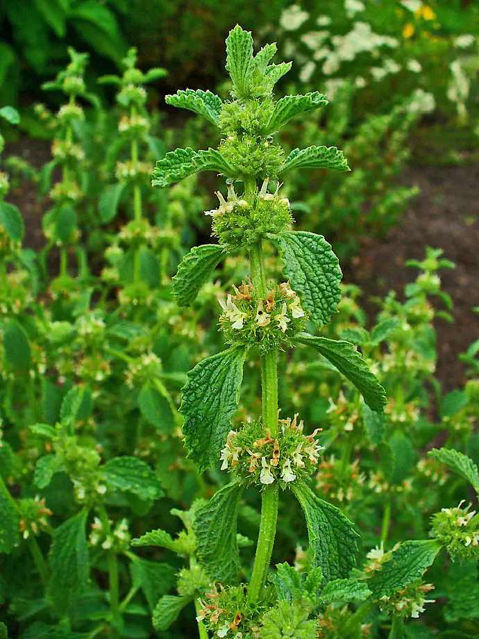 Črna meta ima nekoliko dlakava stebla in dlakavo spodnjo stran listov.