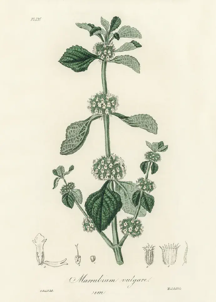 Ilustriran prikaz črne mete in vseh njenih delov za lažje določevanje.