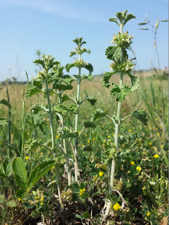 Črno meto v naravi bolj redko najdemo.