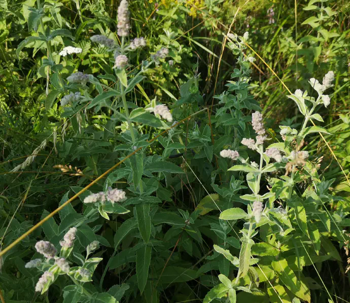 Dolgolistna meta je trajnica z ozkimi listi, ki so na spodnjem delu nekoliko dlakavi in sivkasti.