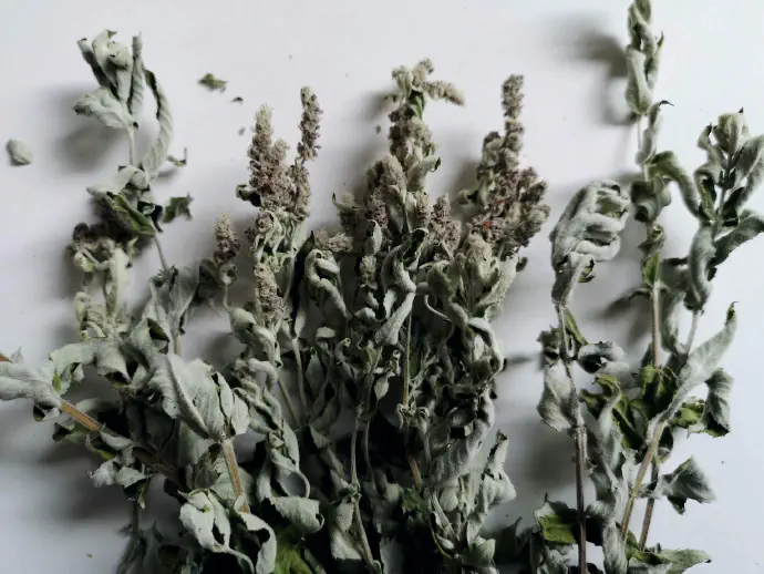 Čaj iz mete pripravimo tako, da dve čajni žlički zdrobljene mete prelijemo s skodelico vrele vode. Dolgolistno meto je potrebno posušiti zelo na hitro in previdno, saj lahko sicer listi počrnijo. 