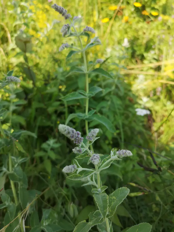 Čaj ali poparek lahko na primer uporabljamo ob prehladu, vnetju ustne votline in žrela, menstrualnih ali drugih krčih, težavah s prebavo.