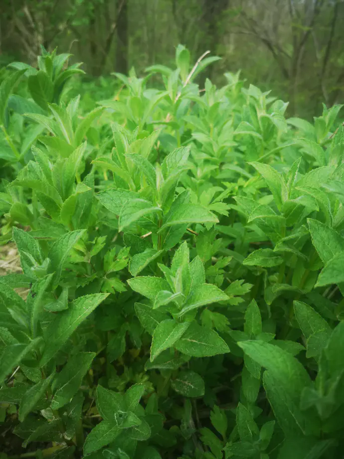 Eterično olje dolgolistne mete uporabljamo za zmanjšanje bolečine – na primer ob glavobolu, zobobolu, bolečinah v mišicah, menstrualnih krčih in vnetju dihal.