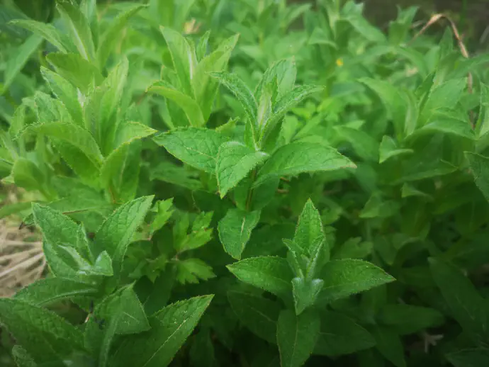 V ljudskem zdravilstvu to vrsto mete uporabljajo predvsem za spodbujanje prebave, proti trebušnim krčem, napenjanju, prehladu in okužbi sečil.