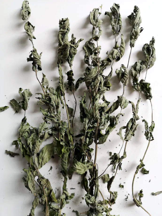 Da ohranimo rastlino še za kasneje, jo posušimo. Na sliki je prikaz posušene zdravilne rastlina za čaj.