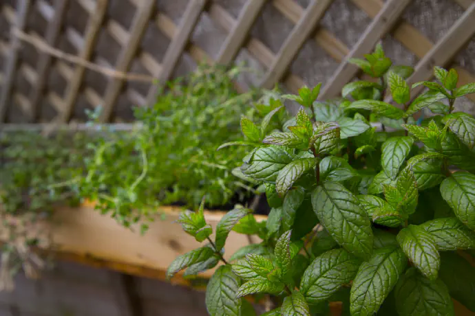 Njeni zdravilni učinki so cenjeni, saj pomirja in lajša bolečine ter težave s prebavili.