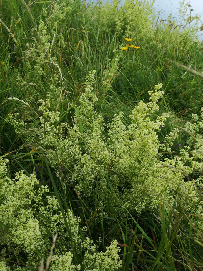 Rastlina, ki ji nekateri pravijo tudi bela lakota, ima podobne zdravilne učinke kot prava lakota.