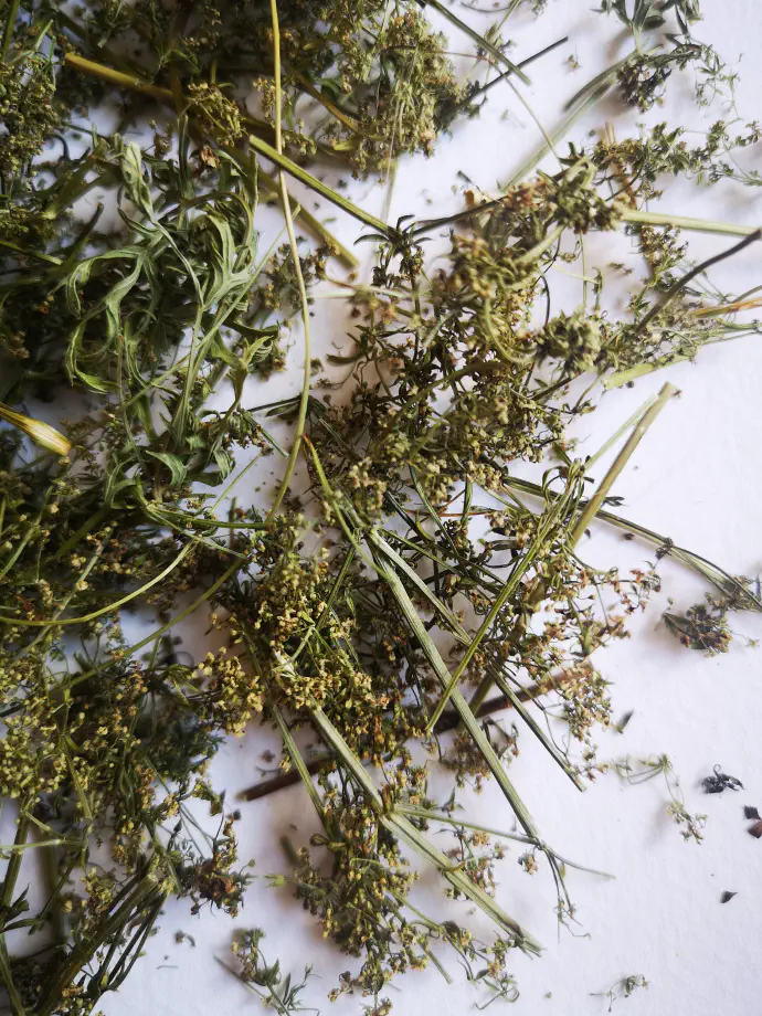 Posušena zdravilna rastlina za čaj.