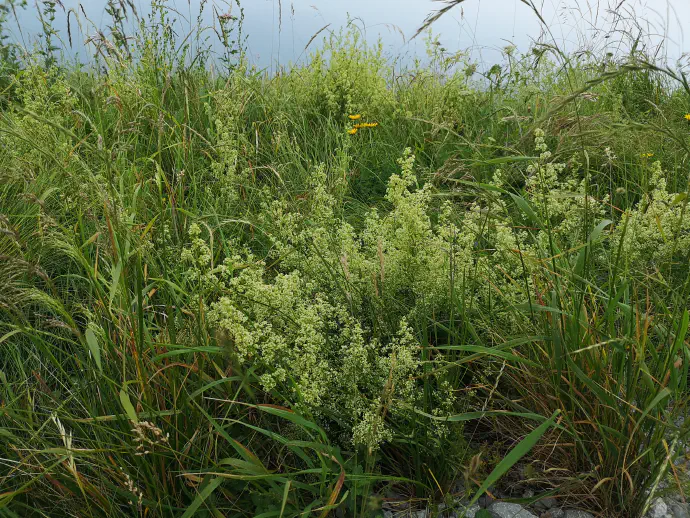 Navadna lakota v času cvetenja.