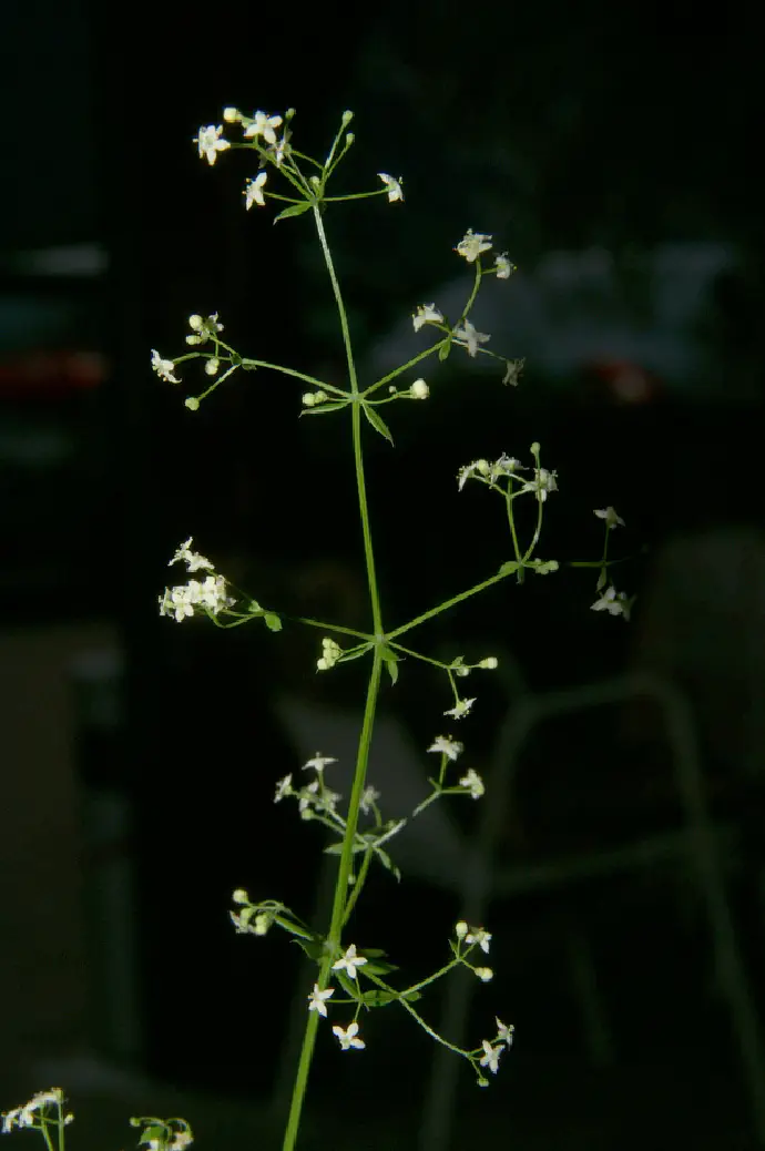 Njeno glavno štirirobo steblo zraste do 100 cm visoko in je precej razvejano. Njeni listi so ozki in podolgovati.