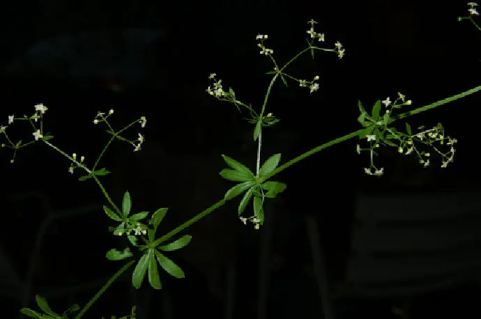 Tudi za navadno lakoto je značilna pogosta uporaba v ljudskem zdravilstvu, a so njeni zdravilni učinki v sodobni farmaciji in medicini manj priznani.