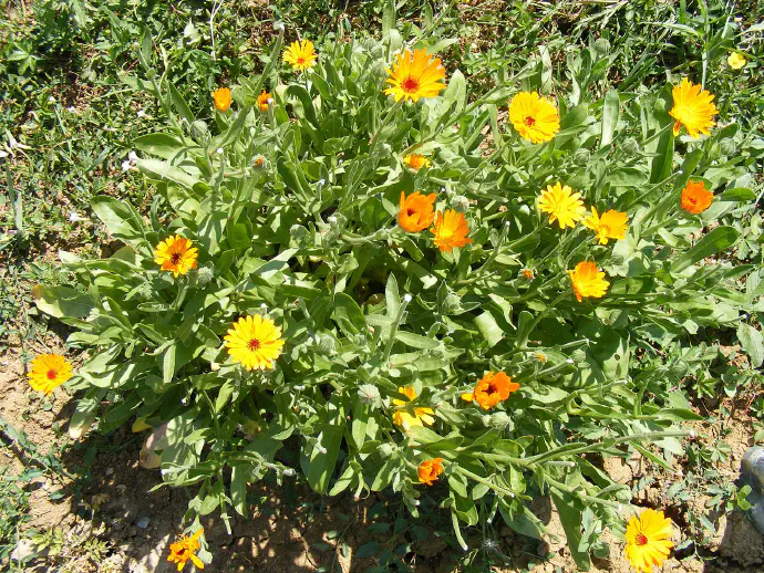 Ognjič rastoč na vrtu. Vrtni ognjič (*Calendula officinalis*) se uporablja tudi kot čaj, ki deluje protivnetno in pomirjujoče na prebavila.