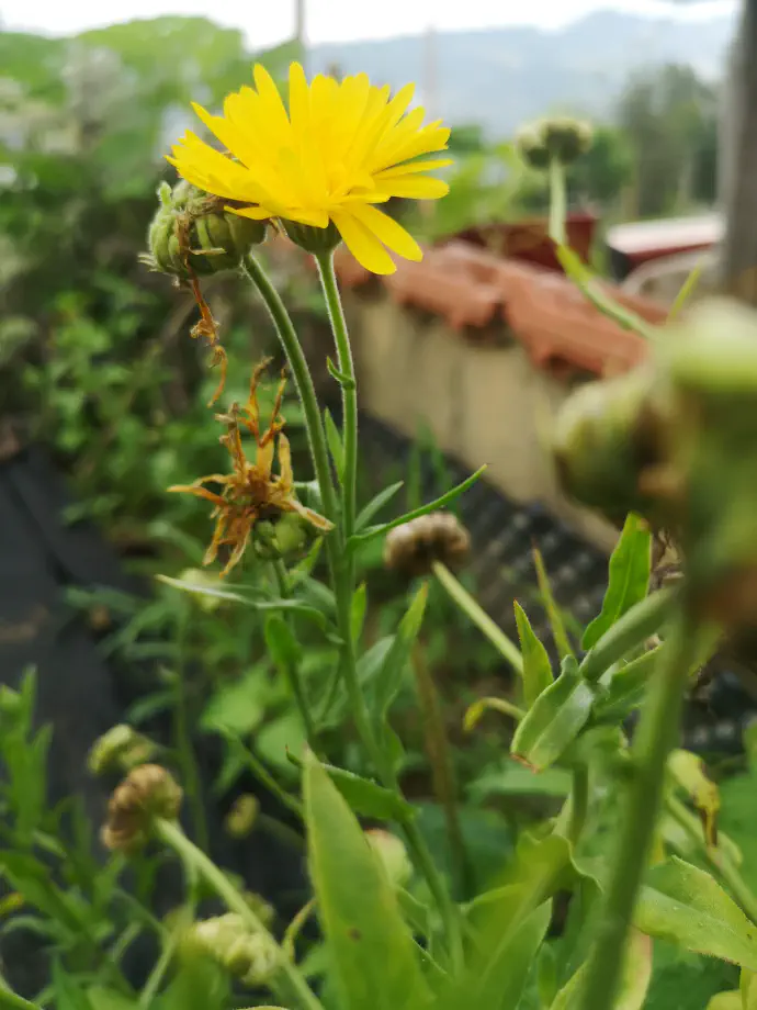 Ognjič v rumeni barvi na vrtu. Ognjič je nepogrešljiv v domači zeliščni lekarni in se že stoletja uporablja v ljudskem zdravilstvu.