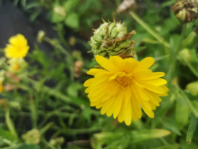 Ognjič v rumeni barvi na vrtu. Sušenje cvetov vrtnega ognjiča naj poteka v senci, brez neposredne sončne svetlobe.