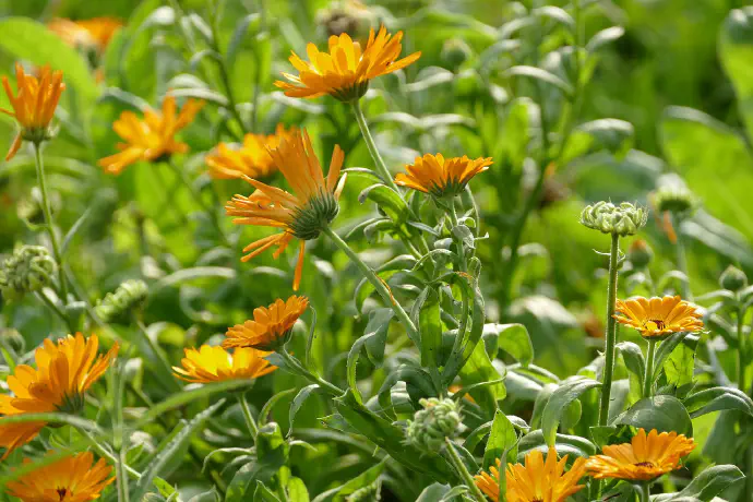 Ognjič rastoč na vrtu. Ognjič (*Calendula officinalis*) lahko gojimo na vrtu; cveti celo poletje in privablja čebele.