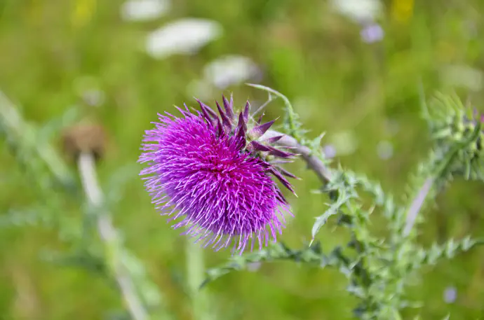 Cvet pegastega badlja.