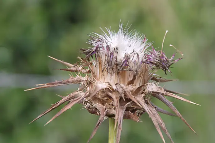 Odcvetel cvet pegastega badlja.