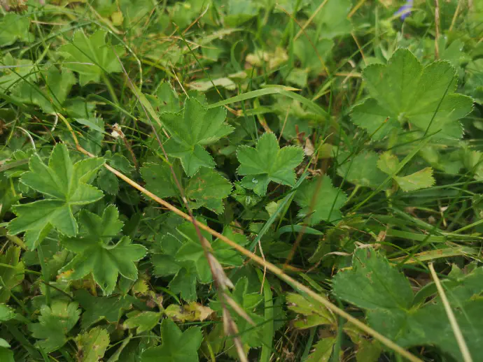 Plahtica ali Alchemilla vulgaris je trajnica, ki zraste do 70 cm visoko.