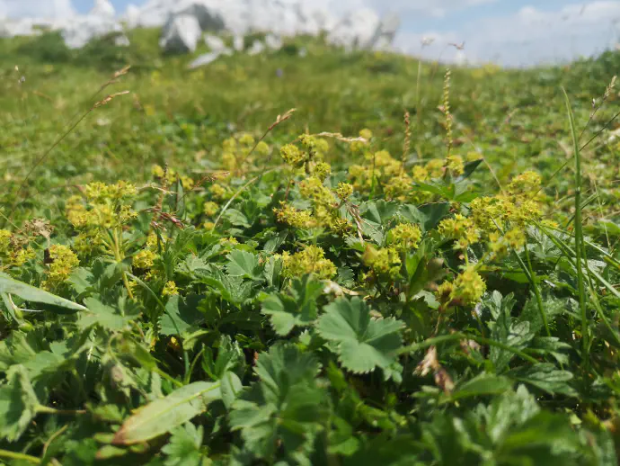 Ima majhne cvetove, ki so zelenkaste do nežno rumene barve.