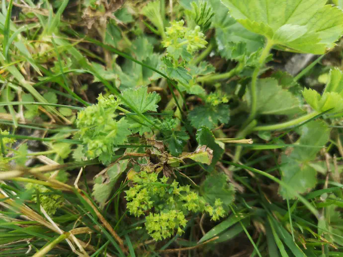 Listi plahtice z zelenkastimi cvetovi na naravnem rastišču.