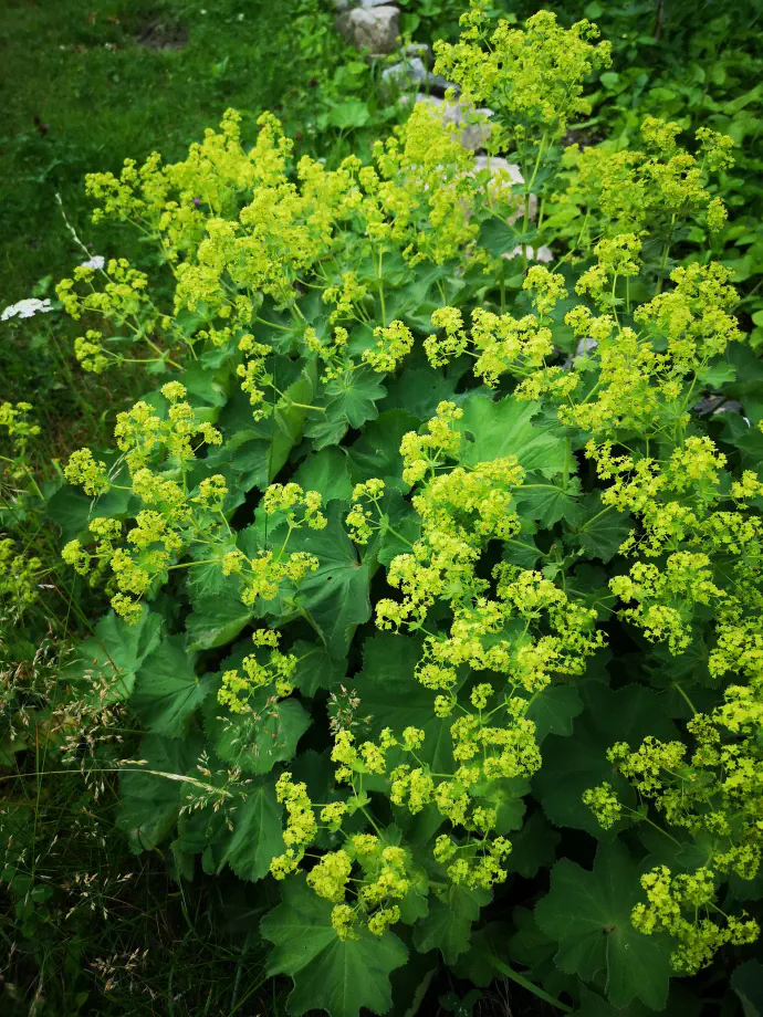 Plahtico lahko gojimo tudi na domačem vrtu in predstavlja odlično pokrovno rastlino.
