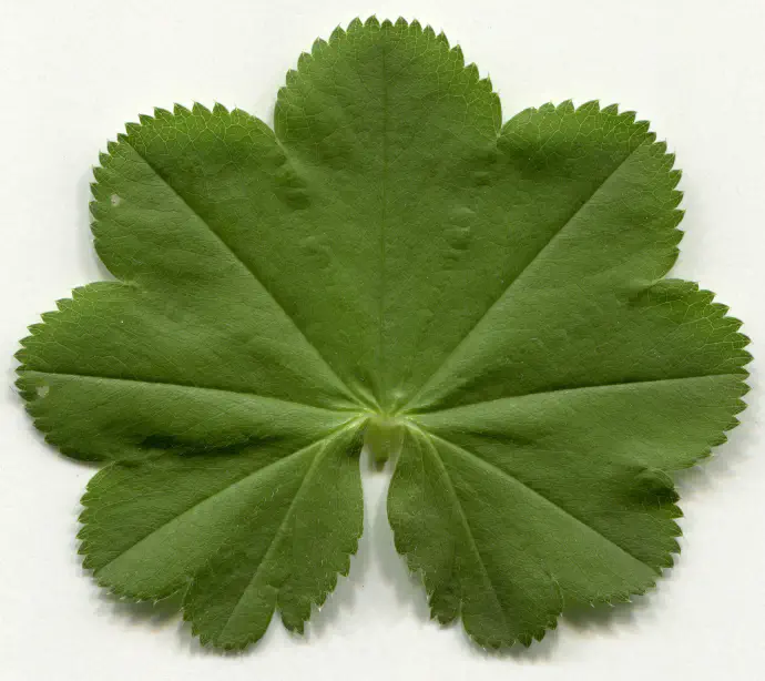 Pobliže prikazan list plahtice.