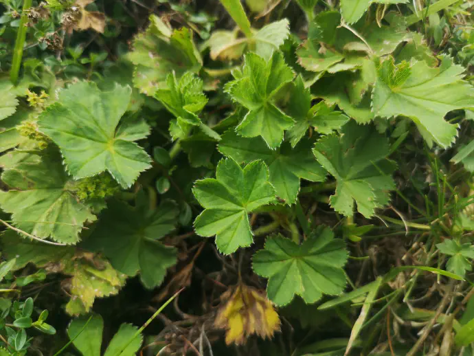 Listi plahtice na naravnem rastišču.