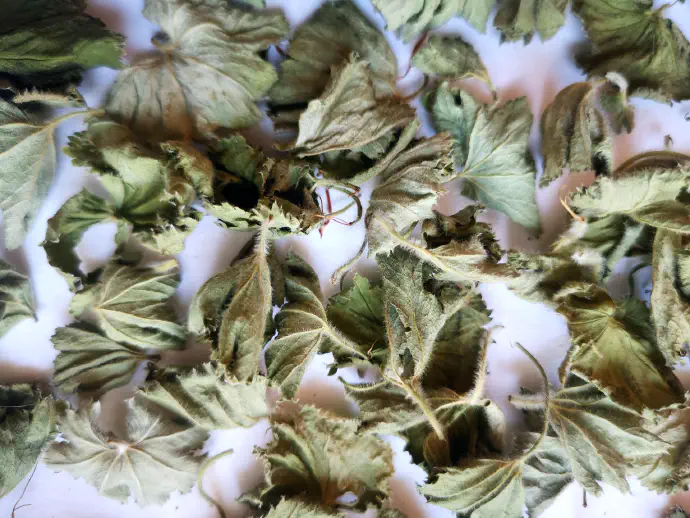 Listi posušene plahtice za čaj. 