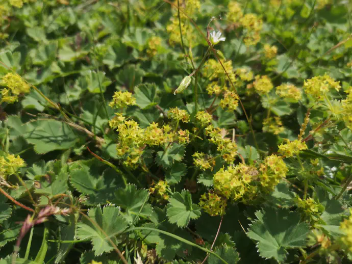 Plahtico lahko nabiramo od maja do septembra, vendar je najbolje, da to storimo maja in junija, ko je rastlina v polnem cvetu.