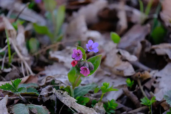 Pulmonaria officinalis rad raste v gozdu ali na robu gozda.