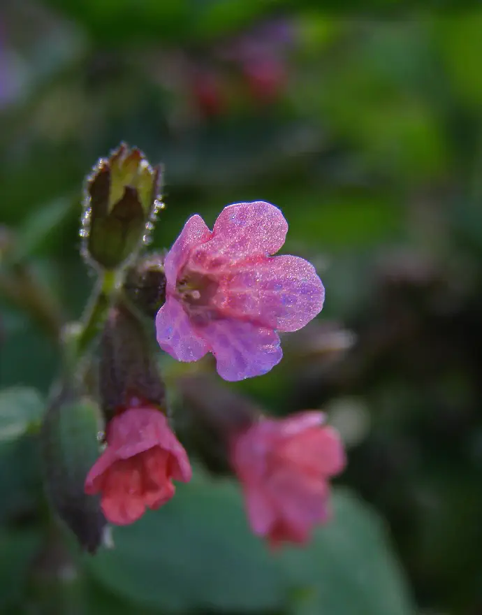 Pulmonaria officinalis s svojimi čudovitimi rožnatimi cvetovi.