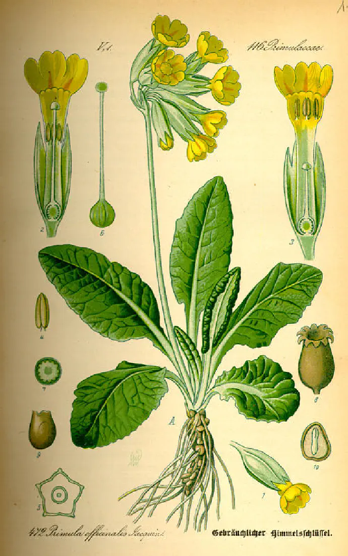 Ilustracija pomladanskega jegliča za lažje določanje rastline in njenih delov: korenina, listi, čašni listi in cvetovi.