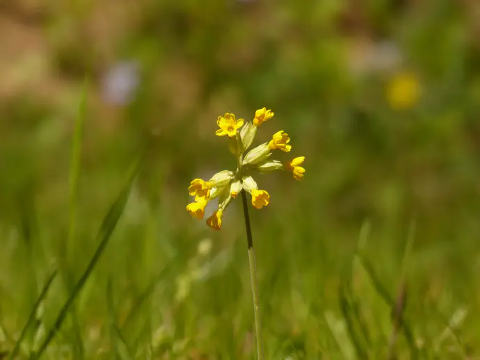 Poleg čaja lahko pripravljamo tudi sirup iz jegliča.