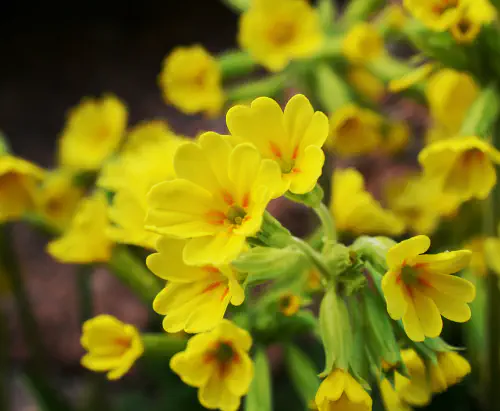 Jeglič, pomladanski