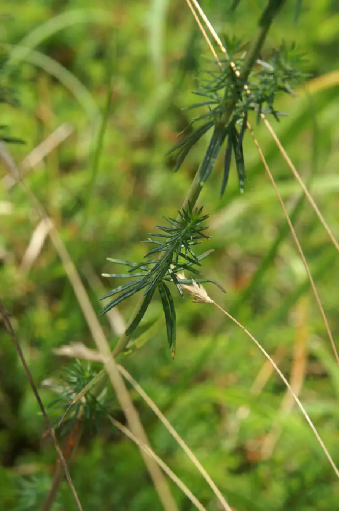 Listi prave lakote so igličasti, s spodvihanim robom, na spodnji strani nekoliko belkasti in dlakavi in jih je po 8 do 12 v vretencih.