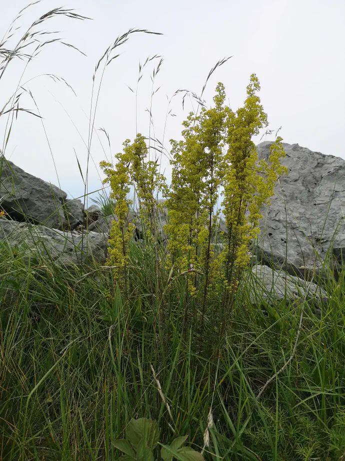 Rastlino nabiramo od junija do septembra, ko cveti.