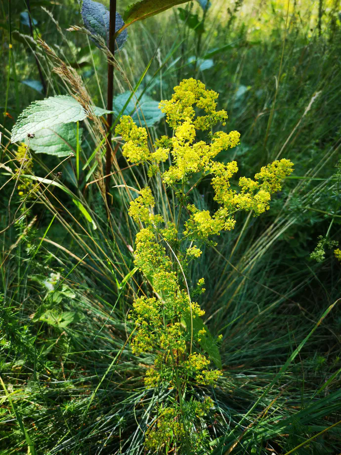 Kreme in mazila pripravimo iz sveže iztisnjenega soka iz rastline, ki ga zmešamo z izbrano maščobo.