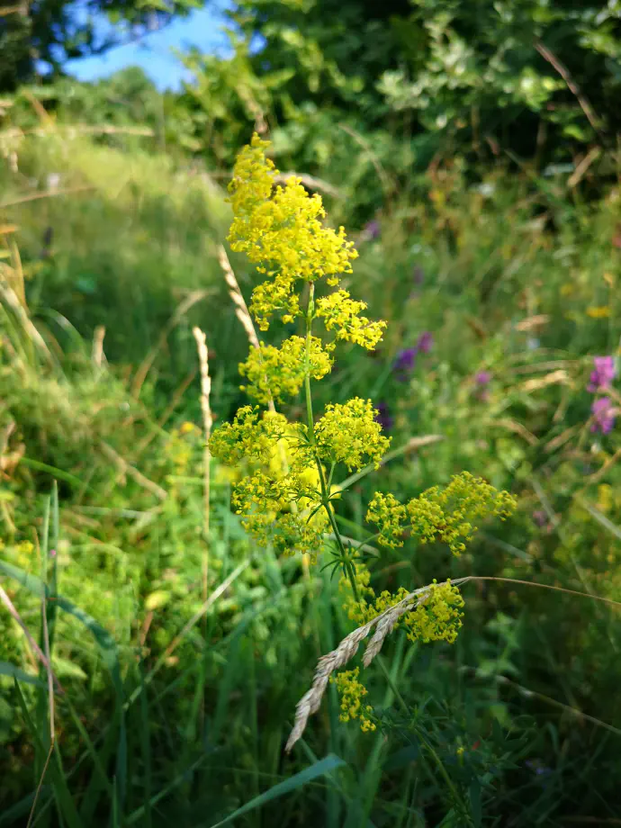 Posebej cenjeni so njeni diuretični učinki. Za težave s sečili lahko uporabljamo tudi alkoholni izvleček prave lakote.