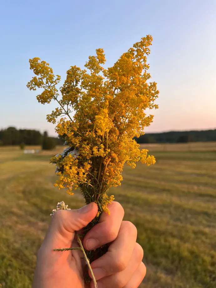 Šopek cvetov prave lakote (Galium verum) na travniku – rumena lakota za zdravilni čaj