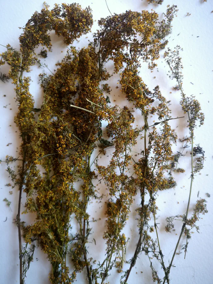 Posušena zdravilna rastlina za čaj. Njena zlato-rumena barva se po sušenju žal ne ohrani in postane rjavo-oranžna.