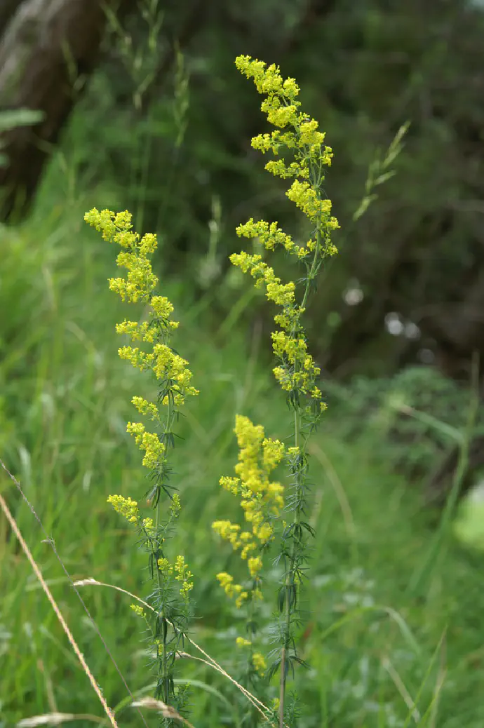 Nekoliko ohlajen poparek uporabimo za umivanje kože na obrazu, za odpravljanje nečistoč.