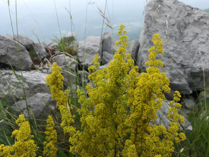 Prava lakota v času cvetenja na naravnem rastišču.