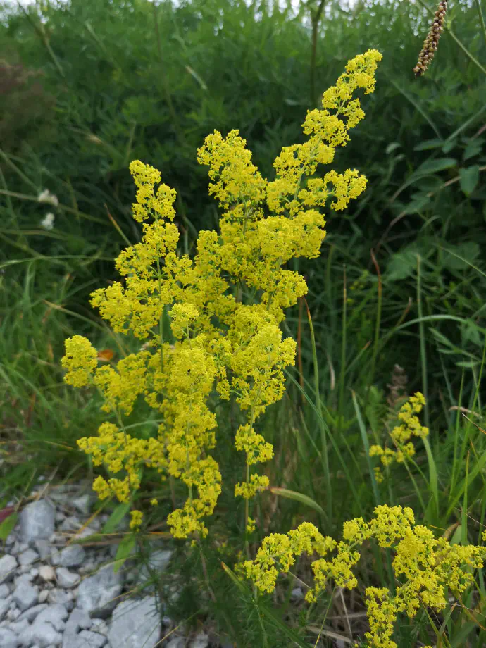 Prava lakota ima dolgo zgodovino uporabe v ljudskem zdravilstvu.