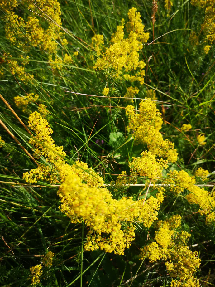 Tinkturo, oziroma alkoholni izvleček prave lakote, jemljemo v ciklih, kar je opisano v razdelku - Načini uporabe.