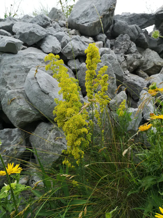 Rastlina ima ob cvetenju številne majhne zlatorumene cvetove, ki dišijo po medu.